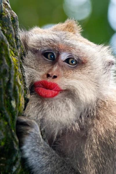 Funny Monkey Images Photos Download Goimages Base