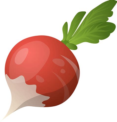 Download Radish Vegetable Raw Royalty Free Vector Graphic Pixabay