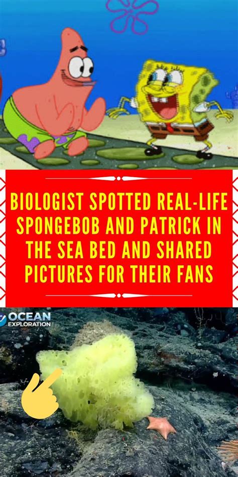 Biologist Spotted Real Life Spongebob And Patrick In The Sea Bed And