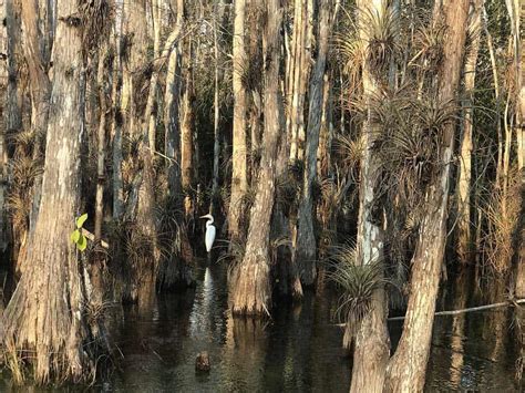 Loop Road Storied Road Through Everglades Is Full Of Wildlife