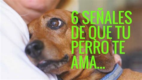 6 Señales De Que Tu Perro Te Ama Blog Sobre Perros