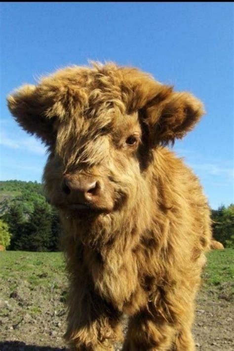 More images for highland cattle calf » 21 Highland Cattle Calf Photos to Bring a Smile to Your Day