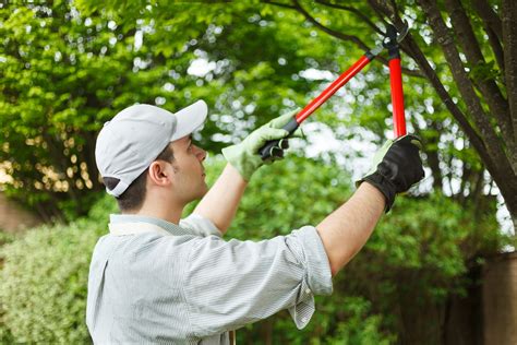 Five Types Of Tree Pruning Acer Landscape Services Landscape And Lawn