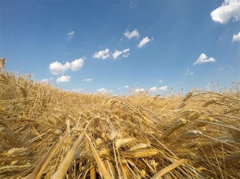 Golden Grain Field Stock Photo Image Of Grain Rural 119511624