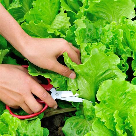 Harvesting Lettuce How To Make Yours Produce For Weeks