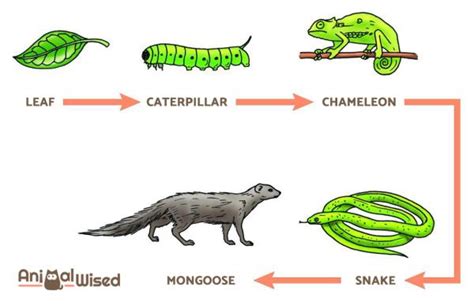 What Are Trophic Levels Definition And Examples
