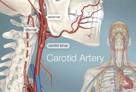 How Many Carotid Arteries In The Neck The Easiest Spot Is Where It