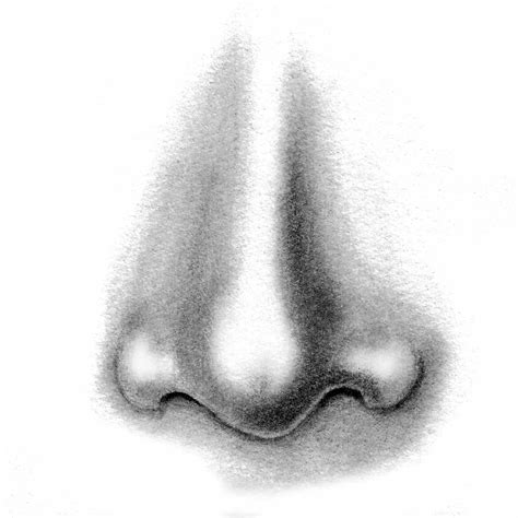 Nose Pencil Drawing
