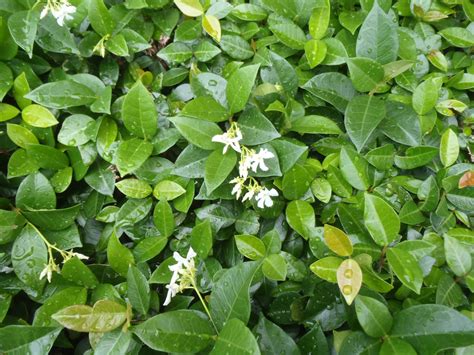 Trachelospermum Jasminoides Leaves