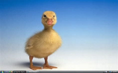 Ducky Ducks Photo 5339661 Fanpop