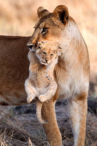 70 Lioness Carrying Cub Stock Photos Pictures And Royalty Free Images