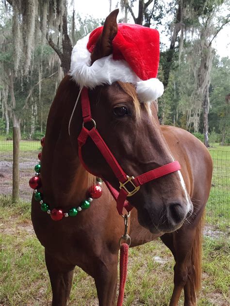 Hy Christmas Santa Horse Hat Horse Dress Up Equestrian Horse Wear