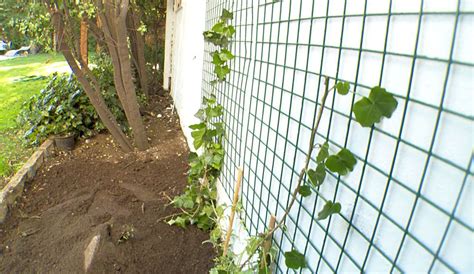 Ve Aquí Cómo Guiar Una Planta Trepadora Para Cubrir Un Muro Trepadoras Muro De Jardín Como