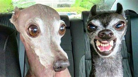 Funniest Dogs And Cats Try Not To Laugh Funny Pet Animals