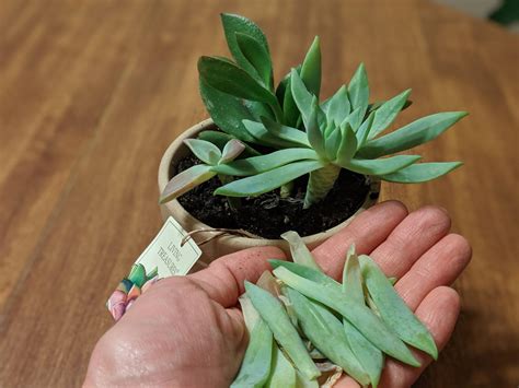Why Is My Succulent Losing Leaves Daily R Plantclinic