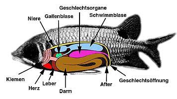 Fischfinder Artikel - Der Fisch