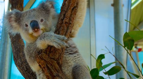 Taronga Zoo Package Deals Orbitz