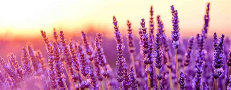 Yanchep Lavender News Events Information And Fun