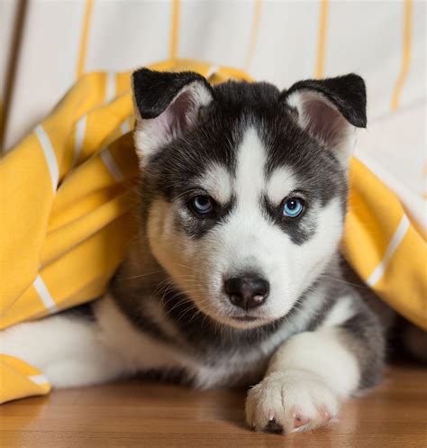 23 Baby White Cute Husky Puppies L2sanpiero