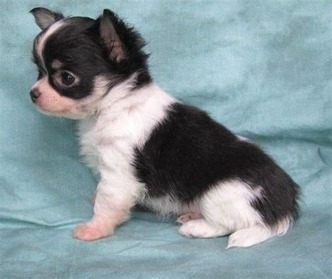 It is believed that they originated from mexico during the times of the aztecs. Chihuahua Puppies For Sale | Rochester, NY #95693