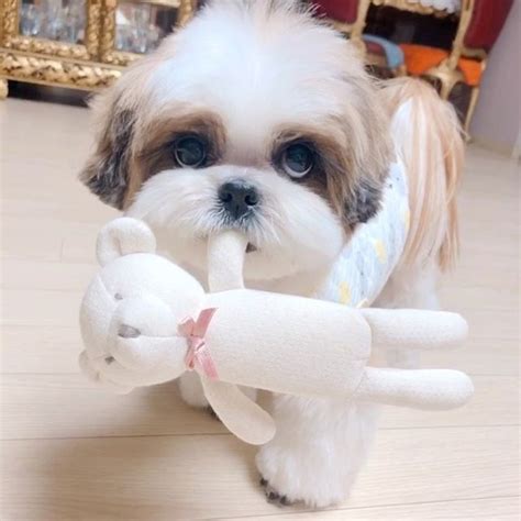 14 Cool Facts You Didnt Know About The Shih Tzu Page 2