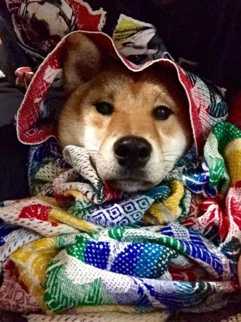 These tokens are listed and incentivized on the value of dogecoin has surged thanks to celebrity backing, while a bunch of reddit threads also called for it to hit a value of $1 per coin. Our second Shiba Inu Eclipse.https://ift.tt/2lKi1na ...