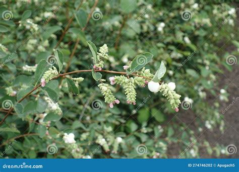 Sprig Of Symphoricarpos Albus With Pink Flowers In Mid August Stock