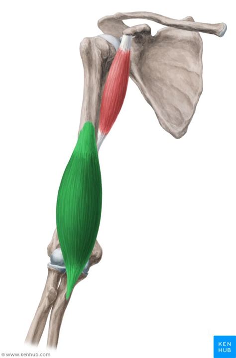 Brachialis Muscle Musculus Brachialis Biceps Brachii Musculus Biceps Brachii Muscle Anatomy