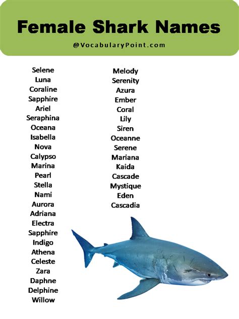 100 Best Shark Names Male Female And Cartoon Vocabulary Point