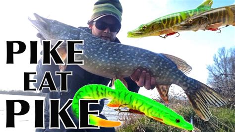 Pike Attack Pike Lure Fishing For Cannibal Fish Youtube