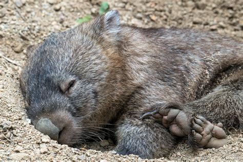 Facts You May Not Know About The Wombat Geography Scout