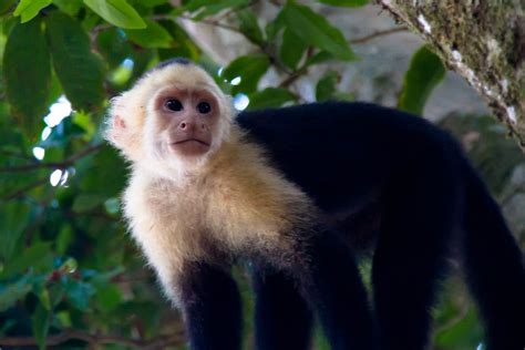 Primate Costa Rica Anthro Tours