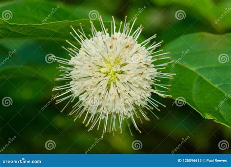 Common Buttonbush Cephalanthus Occidentalis Stock Image Image Of