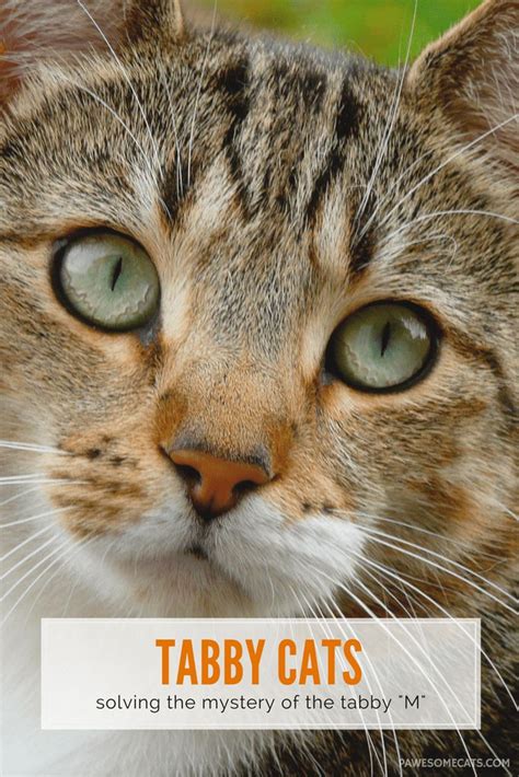 Tabby Cat Facts And The Mystery Of The M Pawesome Cats Tabby Cat