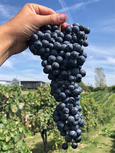 Lenoir — Native American Grapes — Terravox Wine