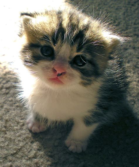 Cutest Kitten Ever 44e