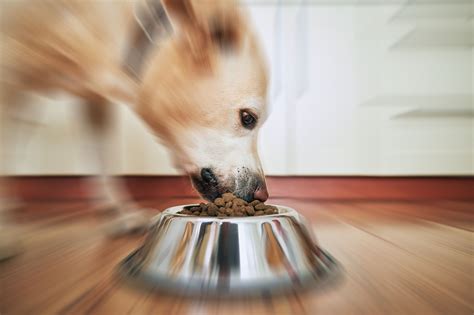 Why Is My Dog Always Hungry How To Help Your Ferocious Feeder