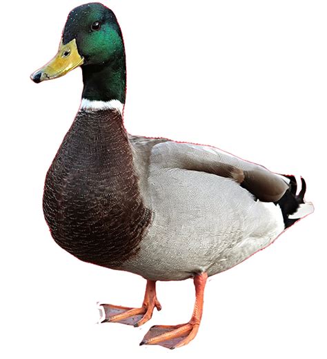 Cute Duck Png Png Mart