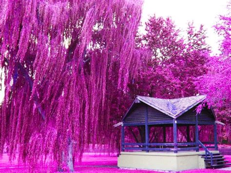 Pink Weeping Willow Tree Use Them In Commercial Designs Under