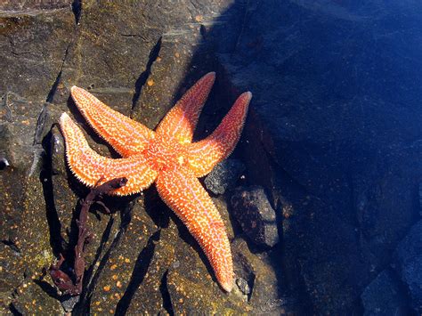 Starfish Is Amazing Habitat Under Water ~ Planetanimalzone