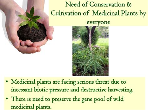 Ppt Need Of Conservation And Cultivation Of Medicinal Plants By