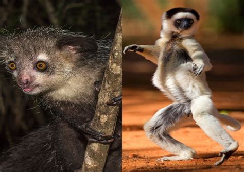 8 Rare Animal Species You Can Only Find In Madagascar Face2face Africa