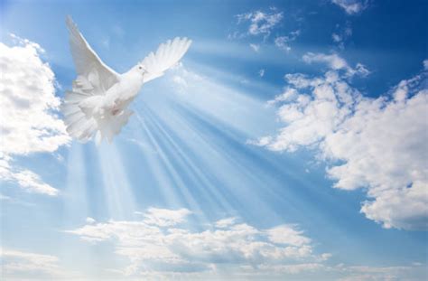 Holy Spirit Dove Stock Photos Pictures And Royalty Free Images Istock