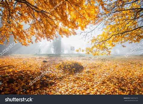 Autumn German Mountains Forests Hiking Tour Stock Photo 548255275
