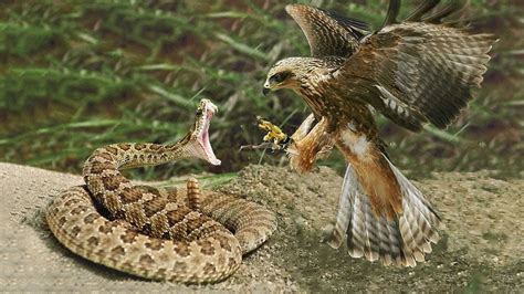 Top Five Hawk Vs Snake Fight Eagle Vs Snake Battle Hawk Vs Snake