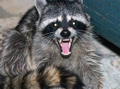 Are Raccoons Aggressive To Dogs