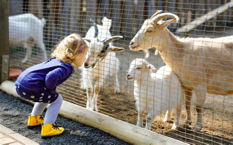 Best Petting Zoos In Dubai Desert Oasis Camel Farm And More Mybayut