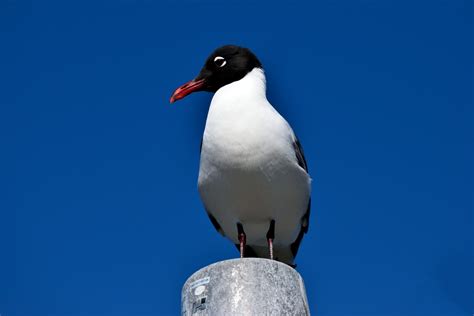 Laughing Gull Free Stock Photo Public Domain Pictures