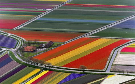 Tulip Fields Netherlands Hd Wallpaper