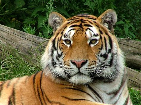 Es un predador carnívoro y es la especie de félido más grande del mundo junto con el león pudiendo alcanzar ambos. mayo | 2014 | nanakarina2011